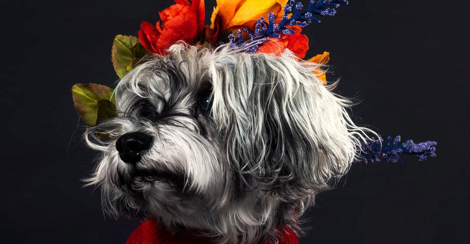 a-salt-and-pepper-terrier-adorned-with-flowers